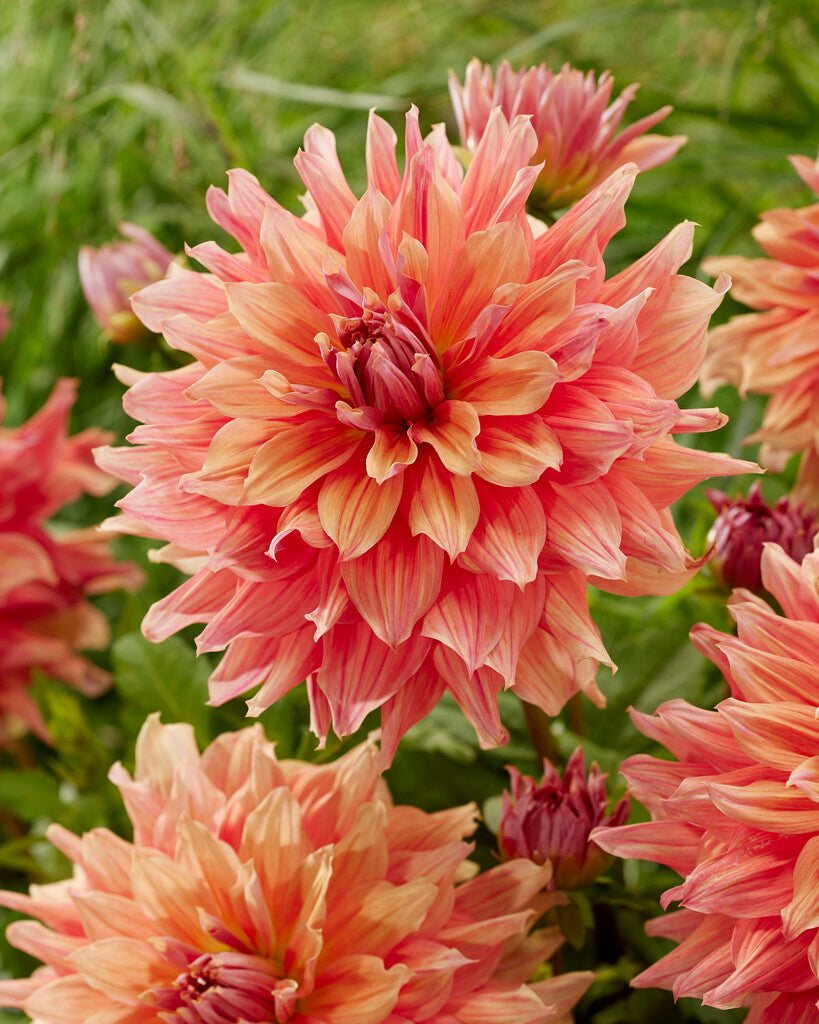 Dahlia Dekorativ Belle of Barmera 1-pack NYHET